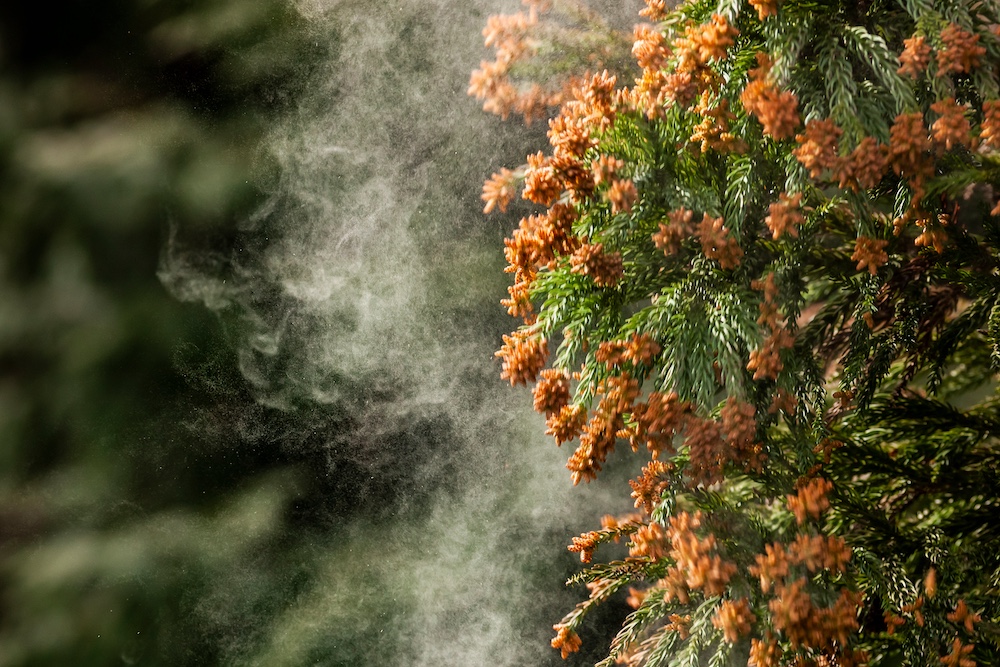 Cedar and Winter Tree Pollen in Houston: How They Can Trigger Allergy Symptoms